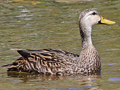 Mottled Duck